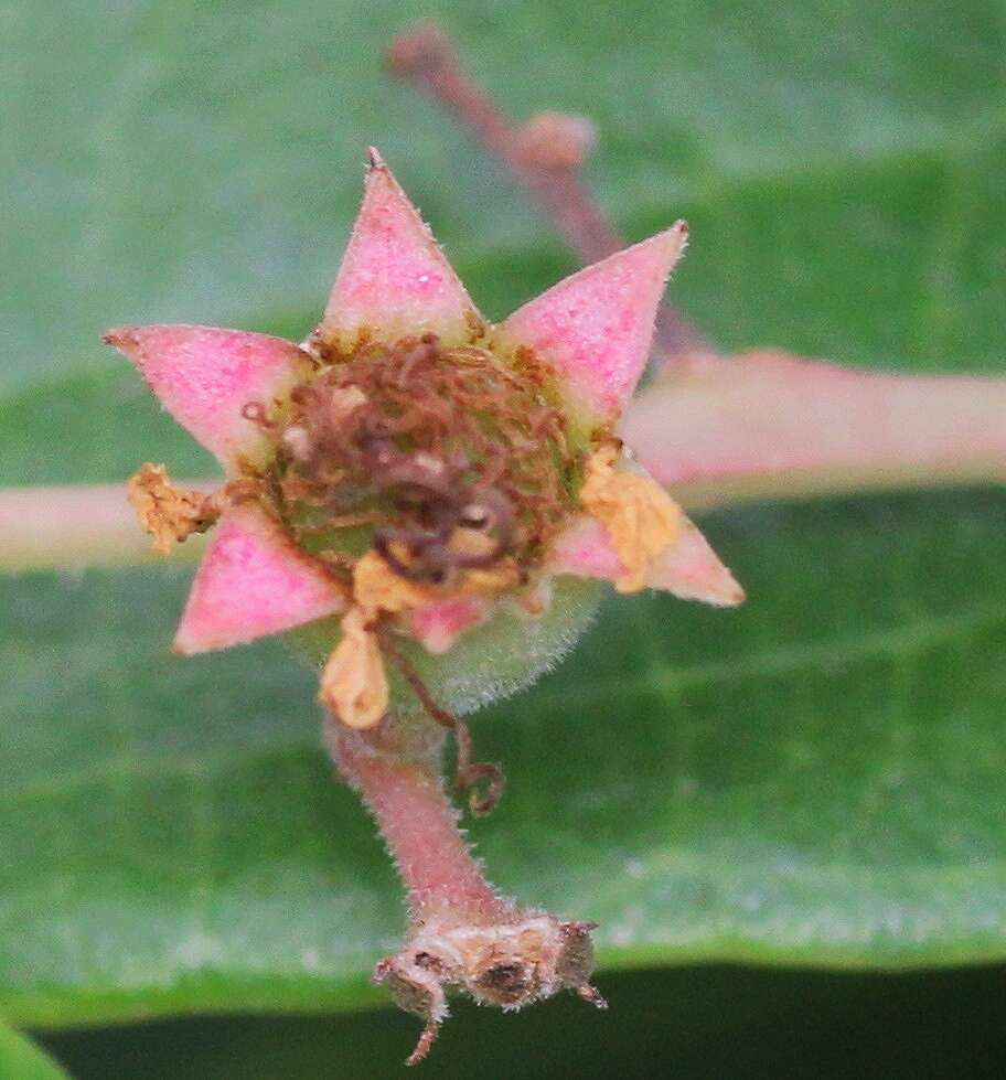 Plancia ëd Lagerstroemia microcarpa Wight