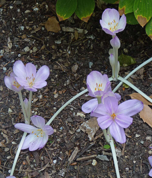 Image of Autumn crocus