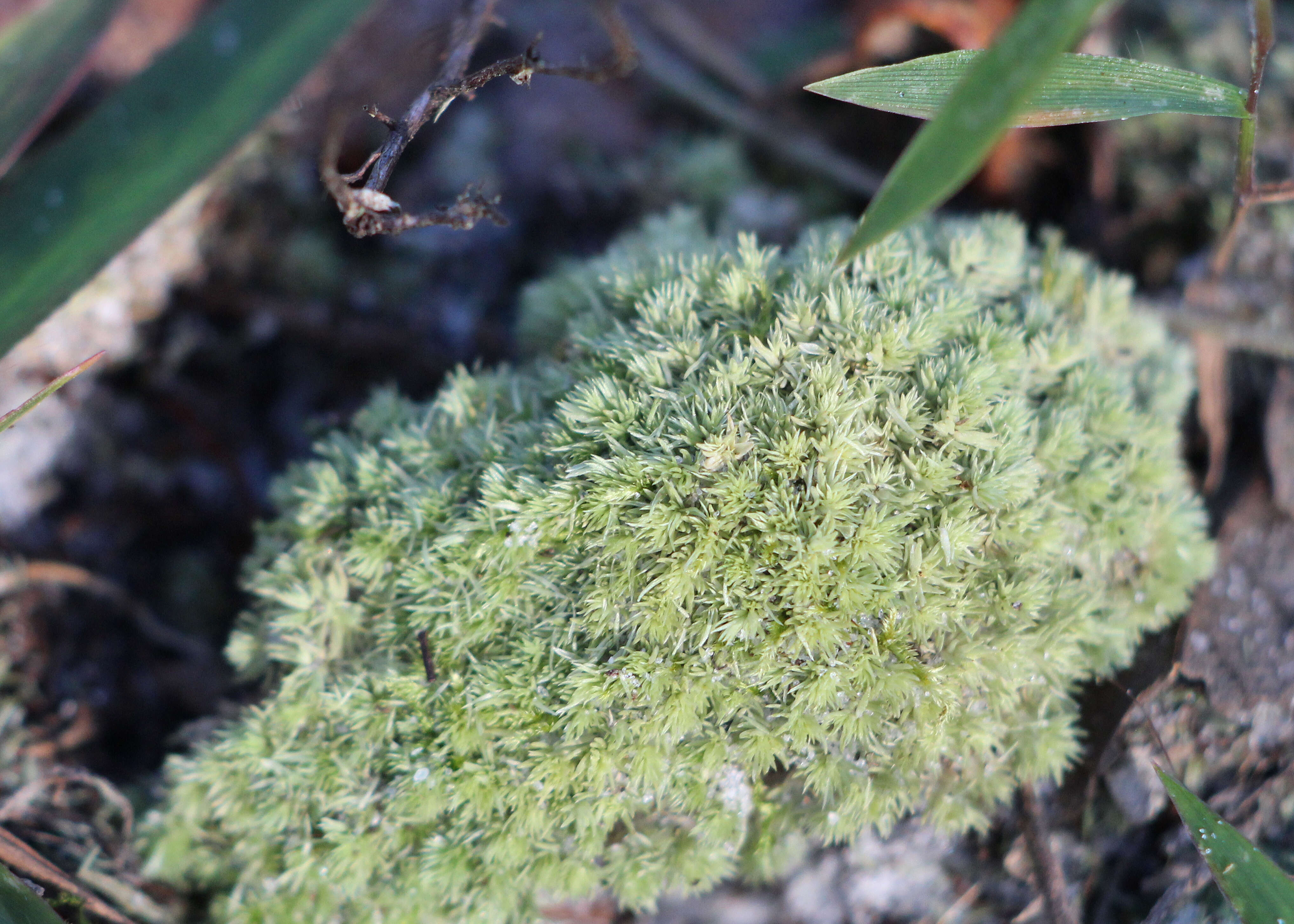 Image of leucobryum moss