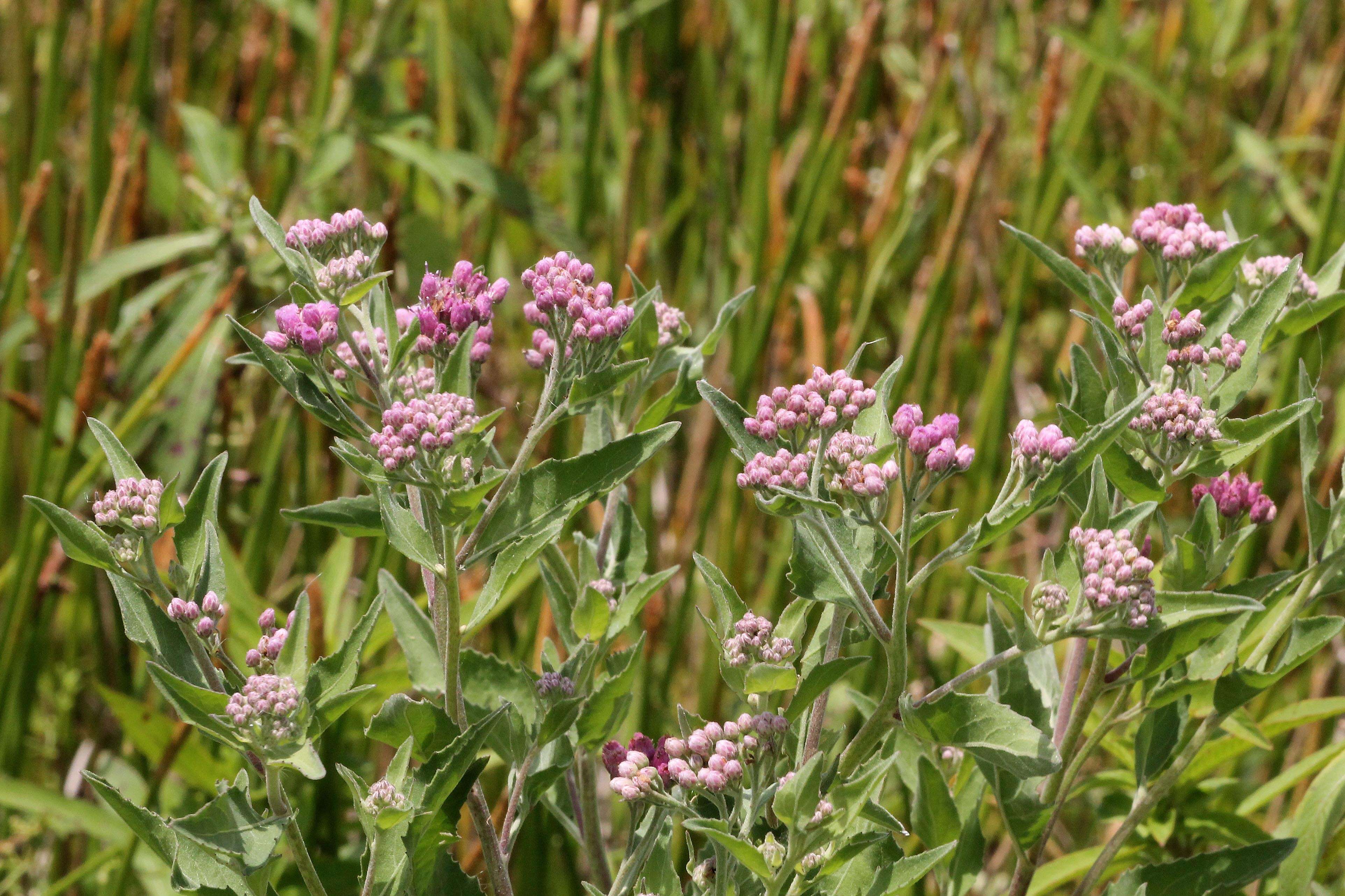 Pluchea odorata (L.) Cass. resmi