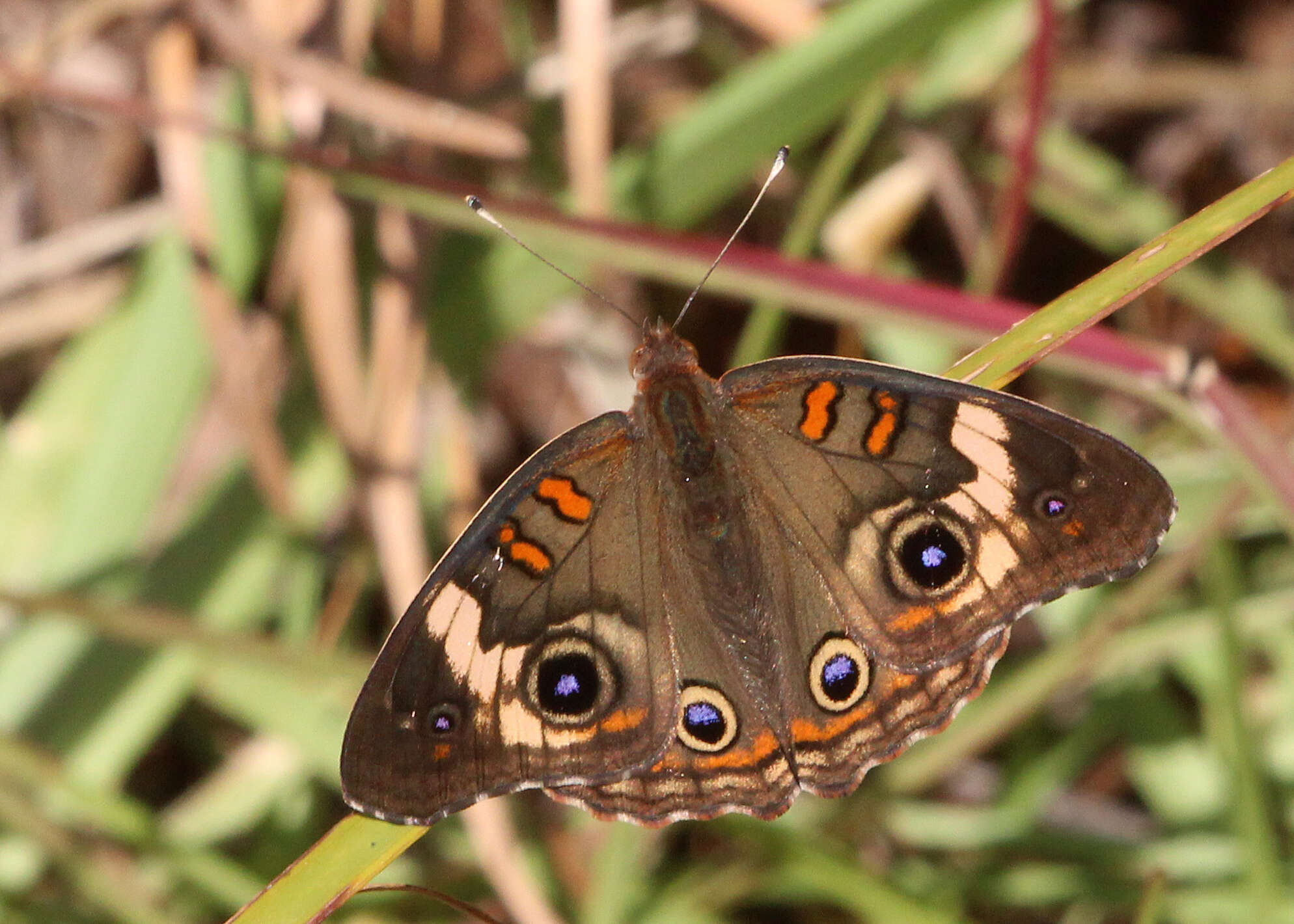 Image of Common buckeye