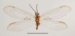 Italochrysa exilis Tjeder 1966的圖片