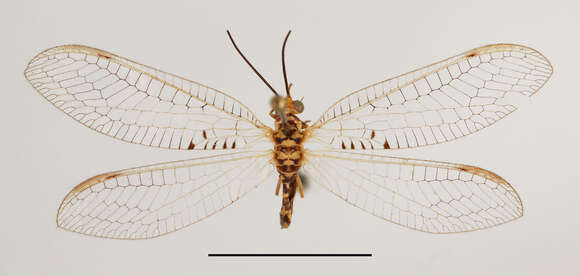 Italochrysa exilis Tjeder 1966的圖片