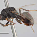 صورة Eurytoma appendigaster (Swederus 1795)