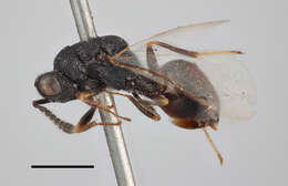 Sivun Eurytoma appendigaster (Swederus 1795) kuva