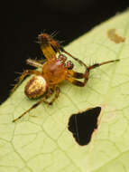 Image of Six-spotted Yellow Orbweaver