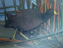 Image of White-winged Coot