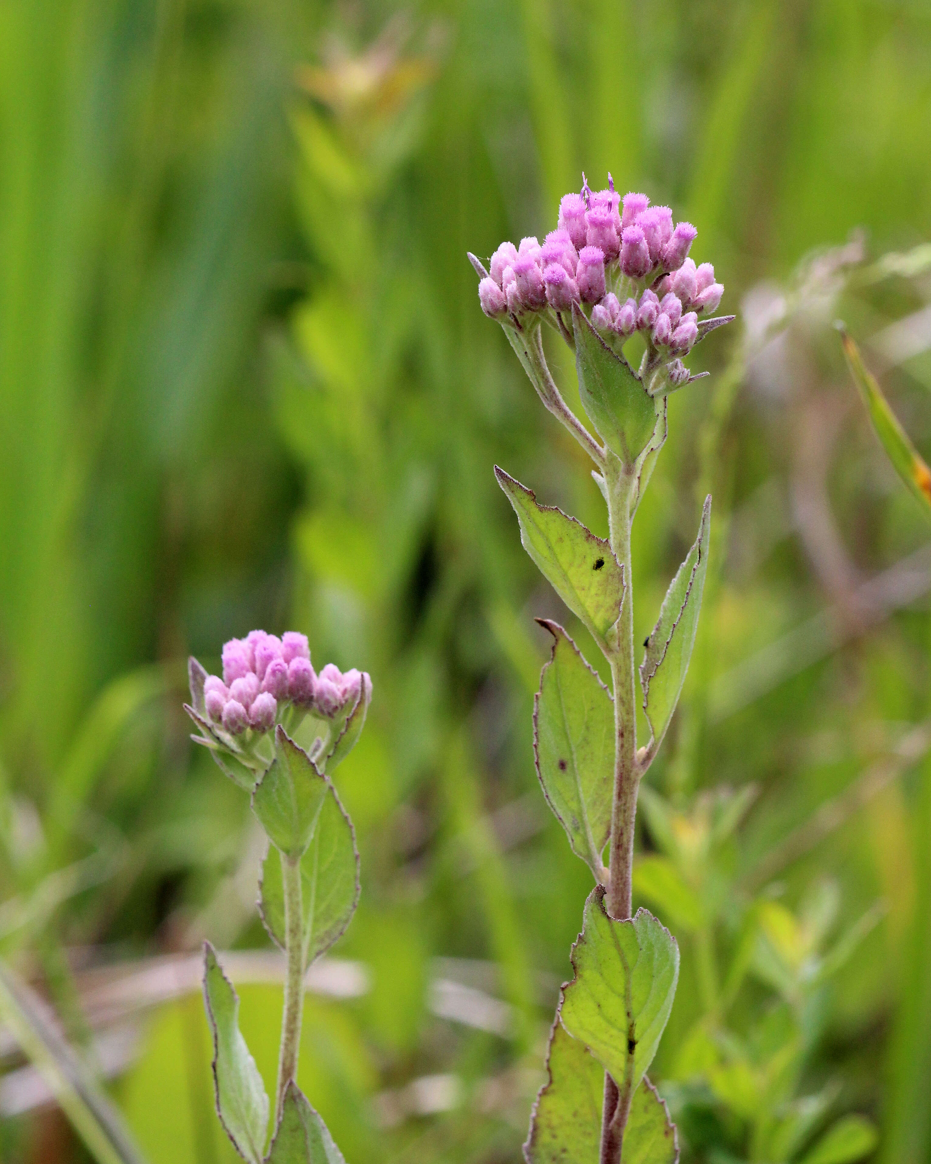 Pluchea odorata (L.) Cass. resmi