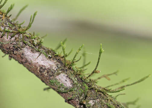 Image of cryphaea moss