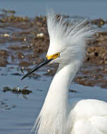 Image of Snowy Egret