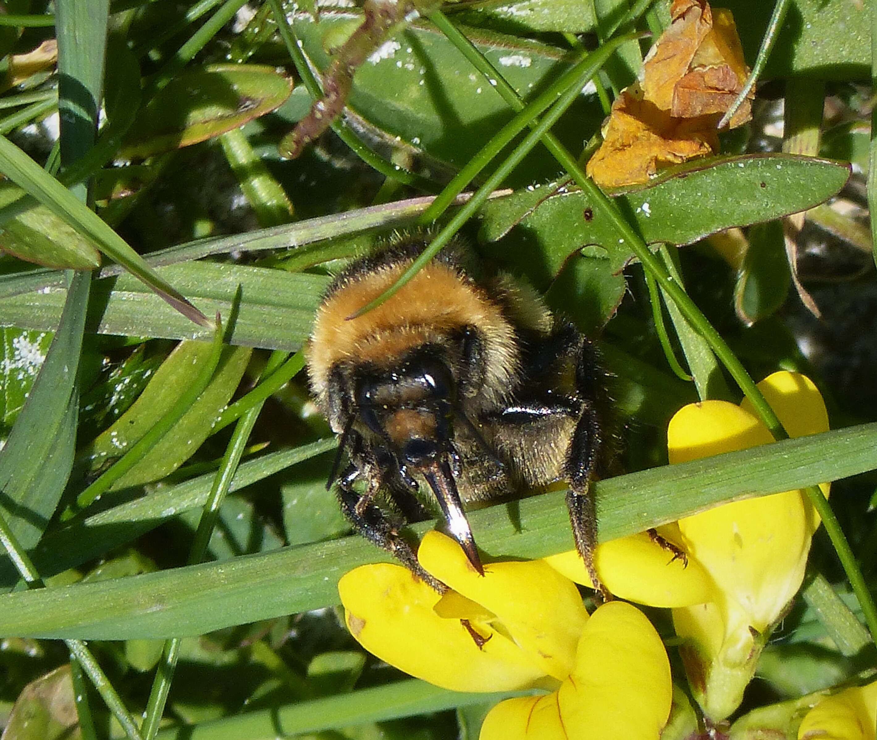 Image of Northern Yellow Bumble Bee