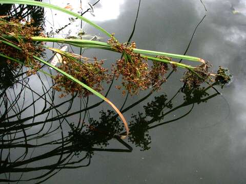 Image of Jamaica swamp sawgrass