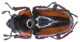 <i>Prosopocoilus savagei</i>的圖片