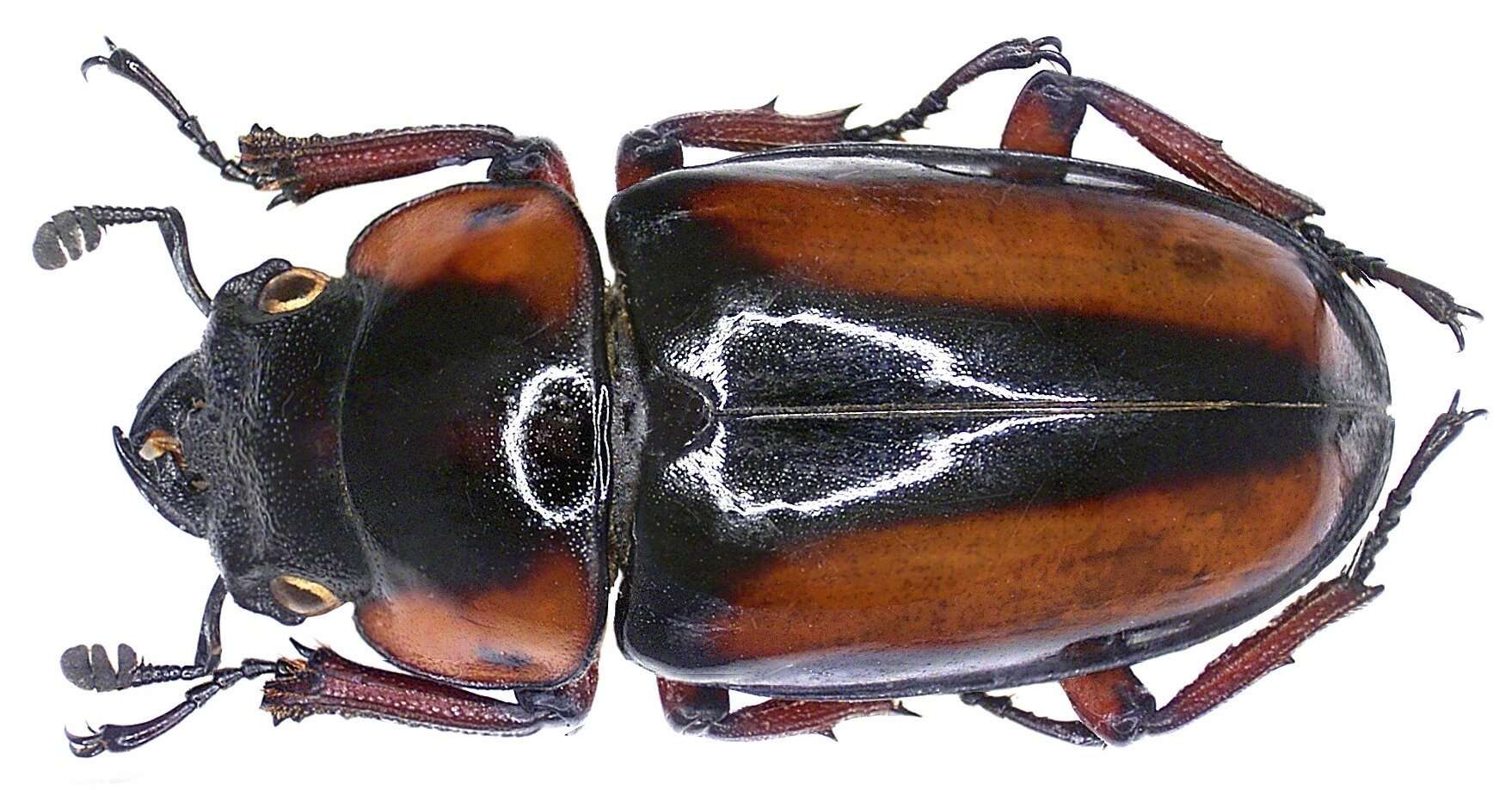 <i>Prosopocoilus savagei</i>的圖片