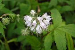 Image of eastern waterleaf