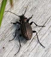 Image of Granulated Carabid