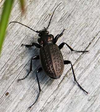 Image of Granulated Carabid