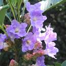 Strobilanthes zeylanica T. Anders. resmi