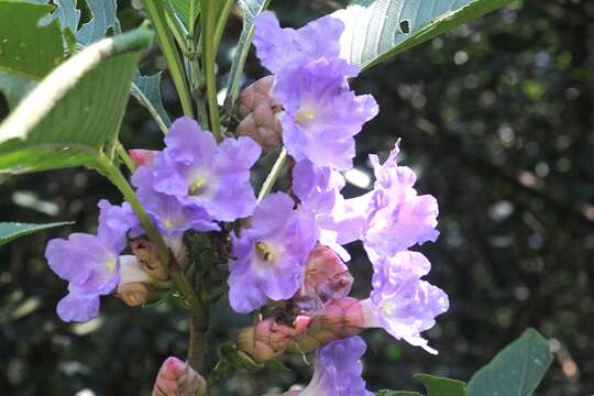 Image de Strobilanthes zeylanica T. Anders.