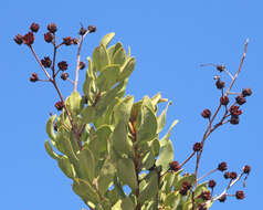 Image of flyweed