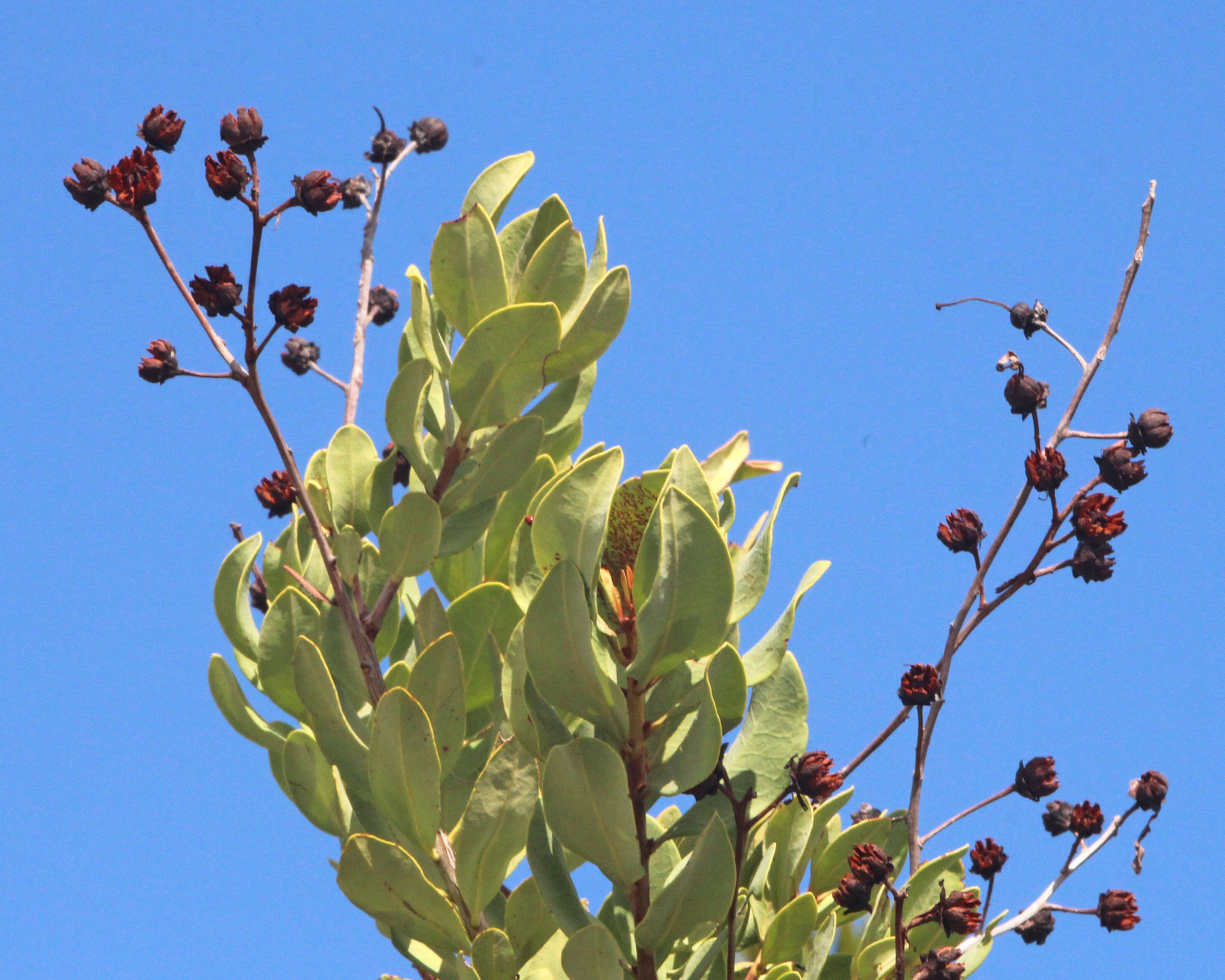 Image of flyweed