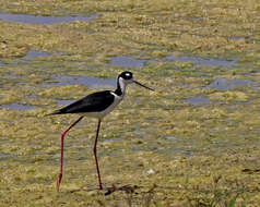 Image of Black-necked Stilt