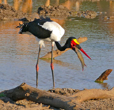 Image of Saddle-billed Stork