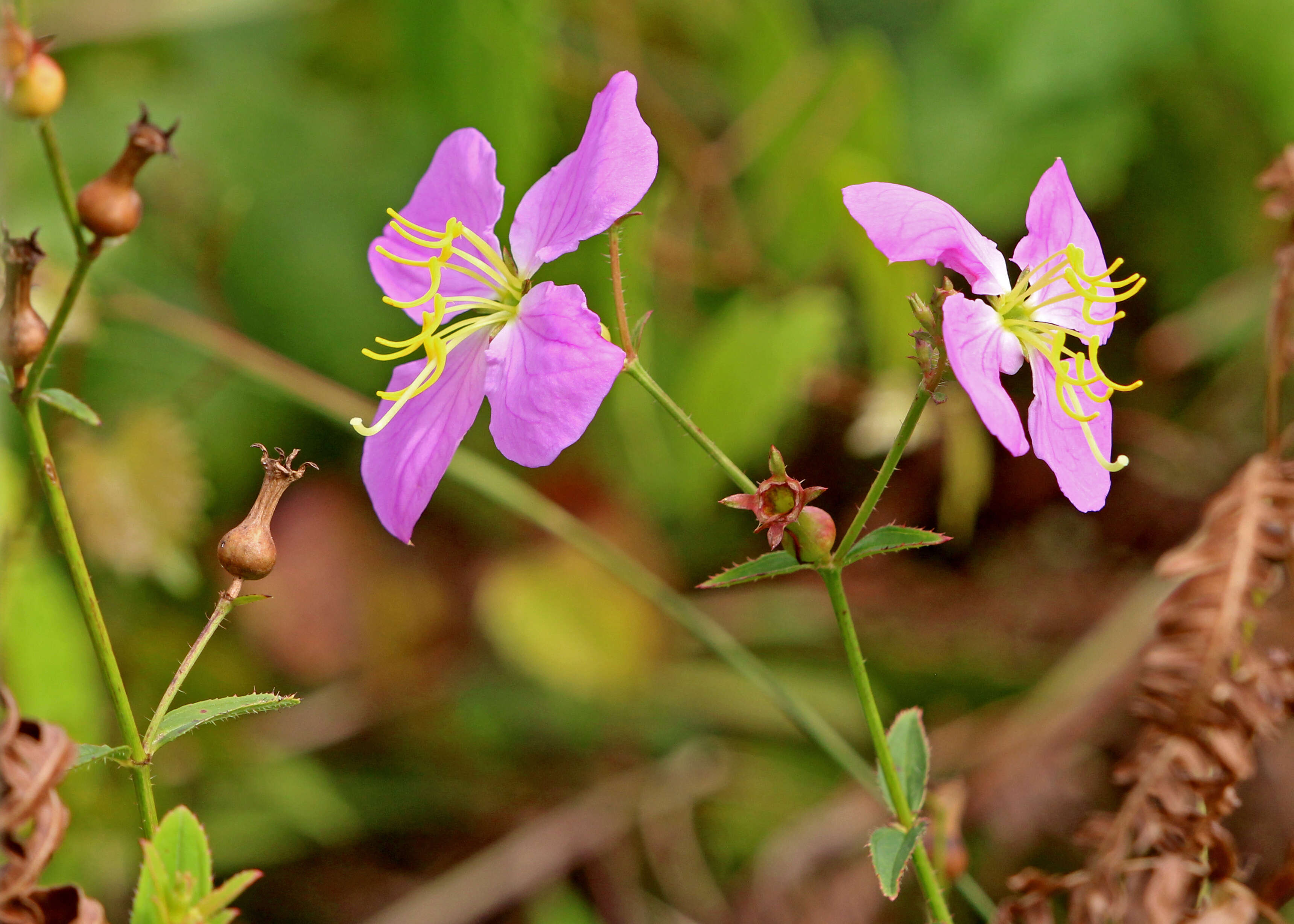 Imagem de Rhexia nashii Small