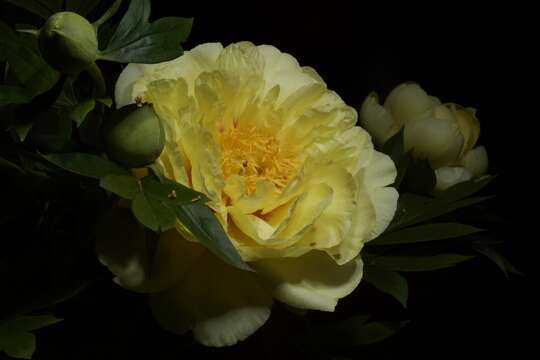 Image of Common Peony