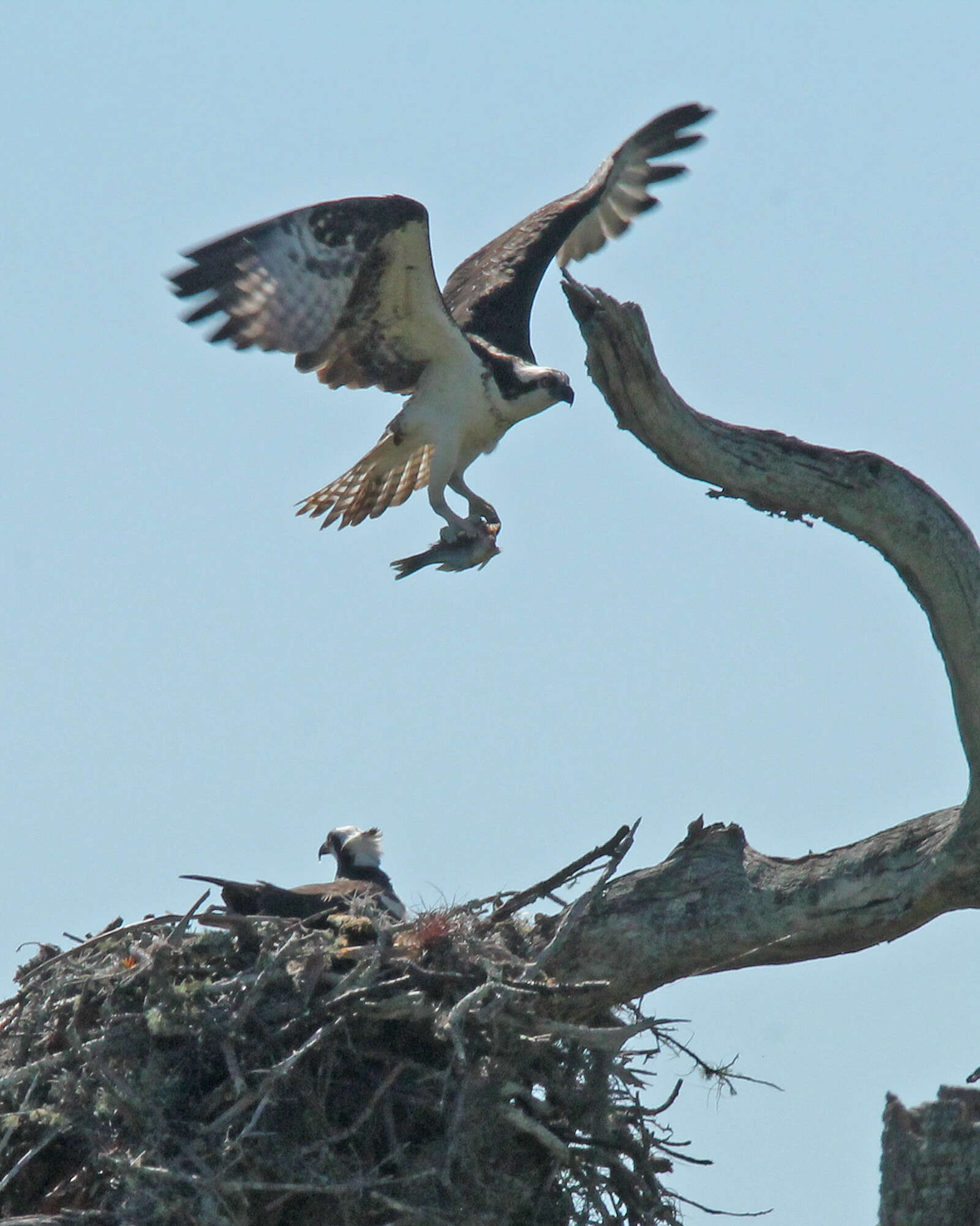 Image of ospreys