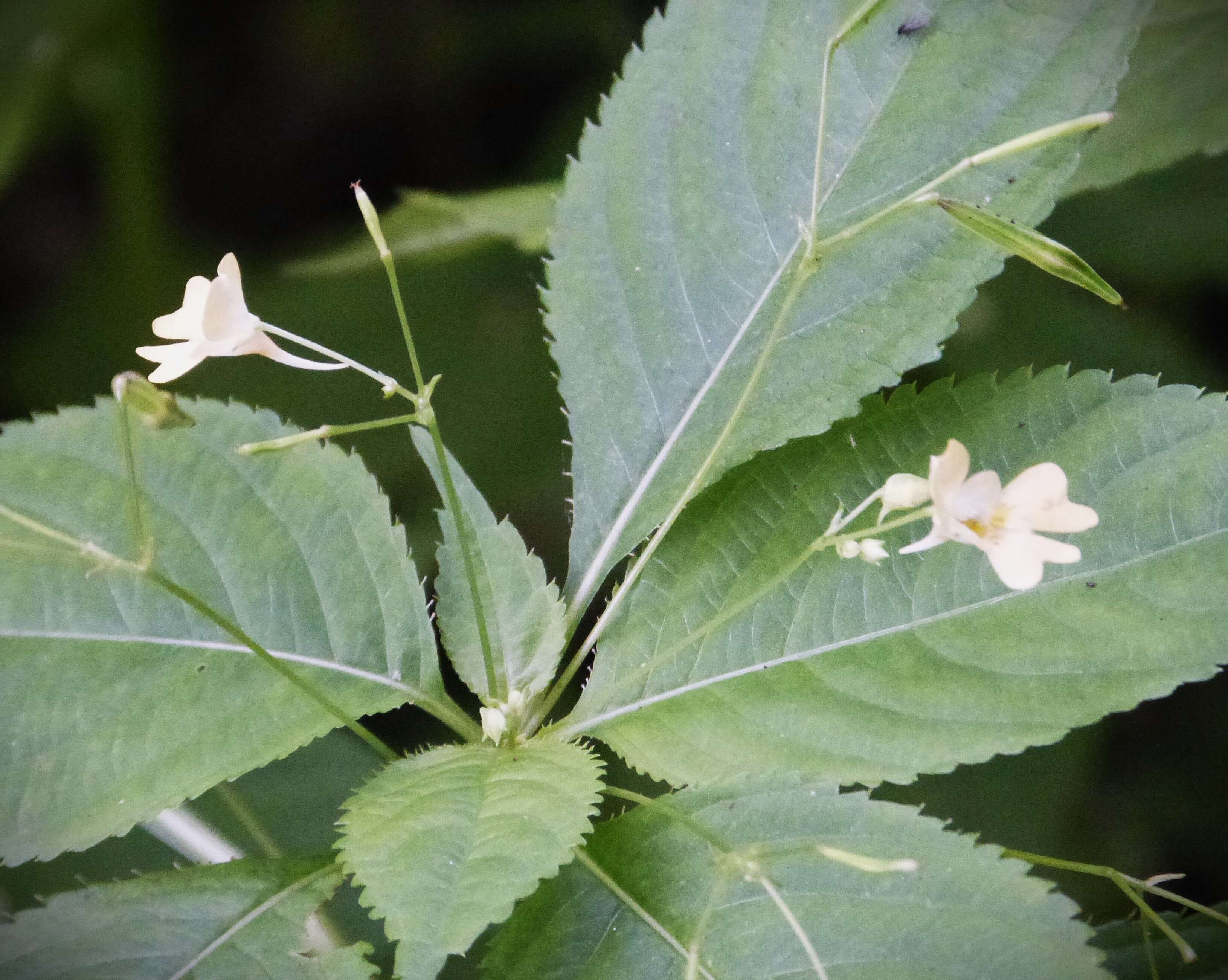 Impatiens parviflora DC. resmi