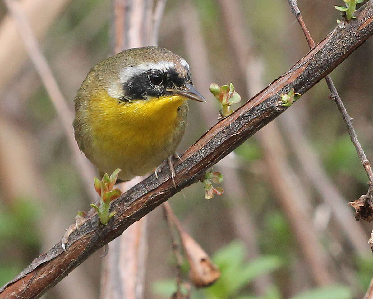 Image of Common Yellowthroat