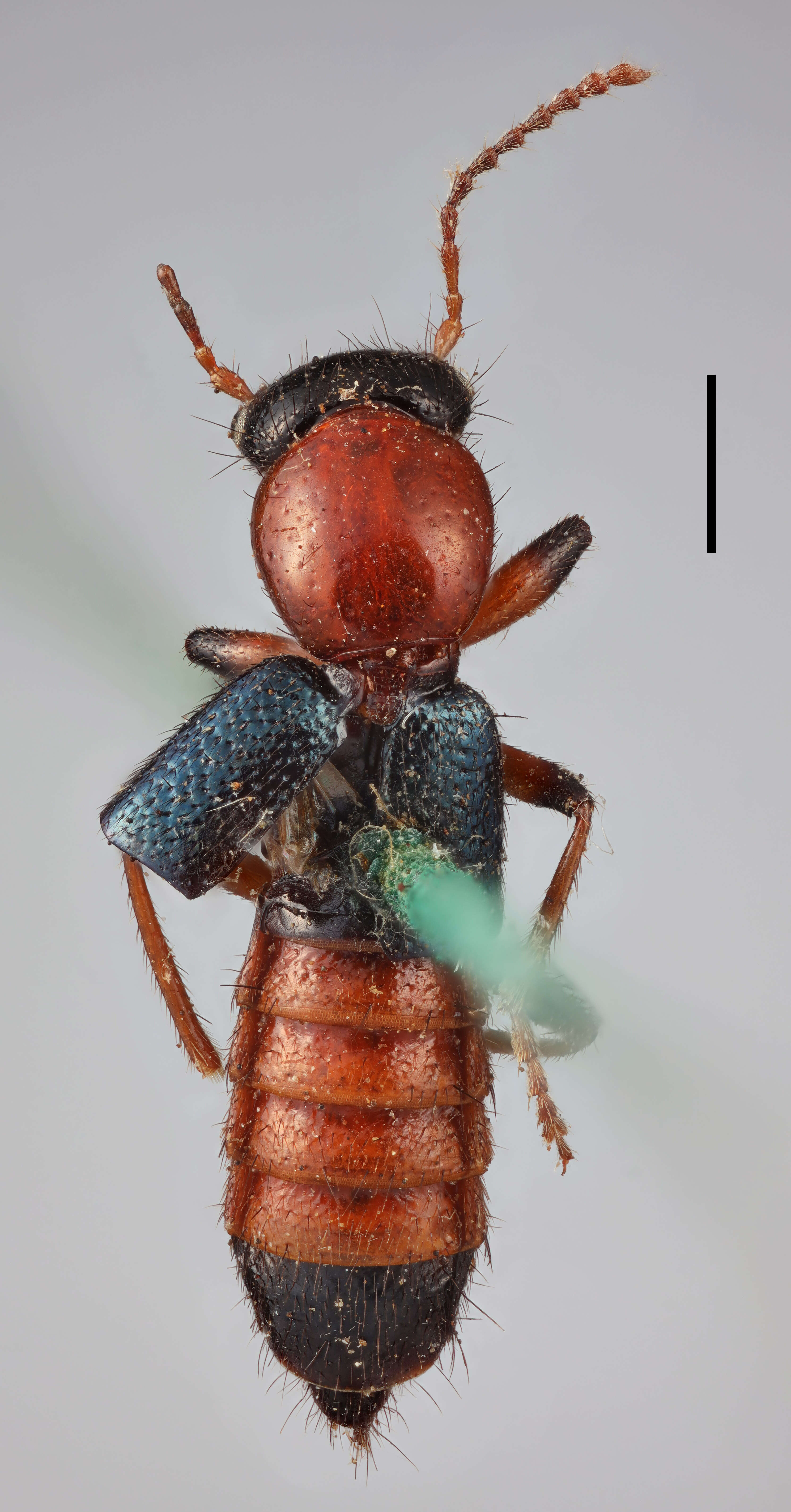 Image of Paederus (Poederomorphus) littoralis Gravenhorst 1802