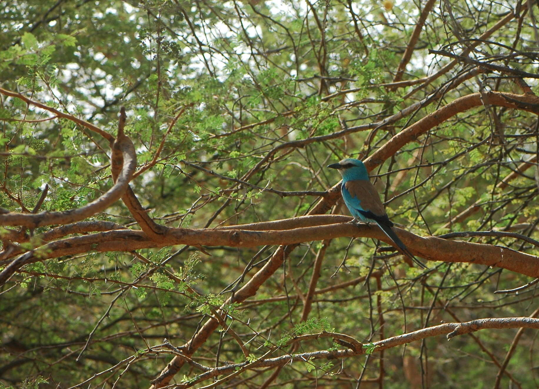 Coracias abyssinicus Hermann 1783 resmi