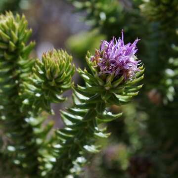 Image of Lychnophora rosmarinifolia Mart.