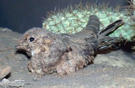 Image of Lesser Nighthawk