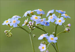 Image of true forget-me-not