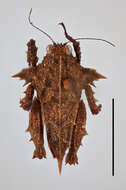 Image of Tettilobus pelops (Walker & F. 1871)