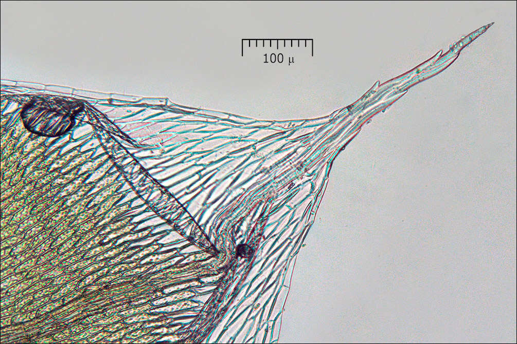 Image of silvergreen bryum moss