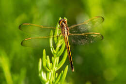 Image of Needham's Skimmer