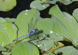 Image of Eastern Pondhawk