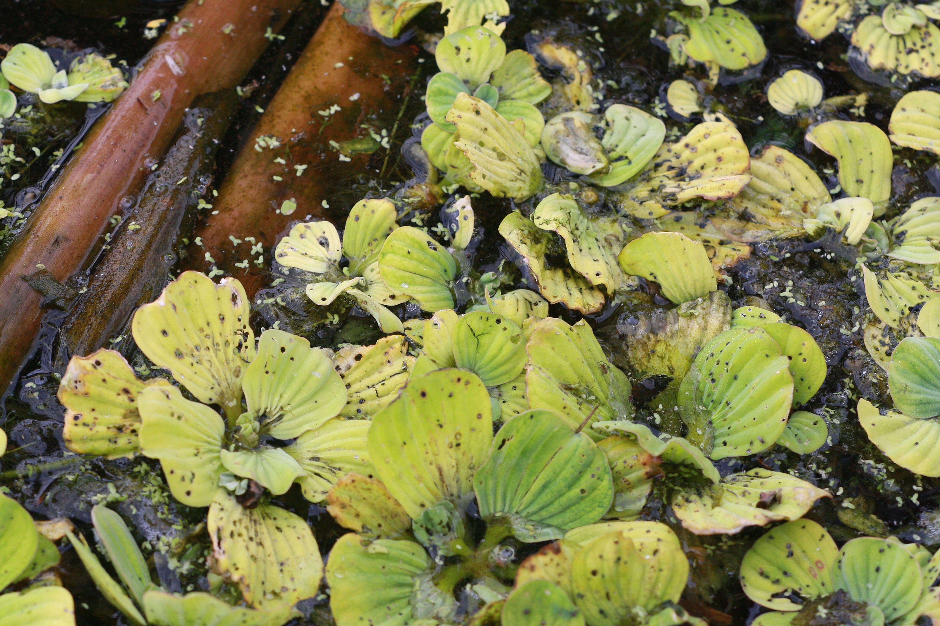 Image of pistia