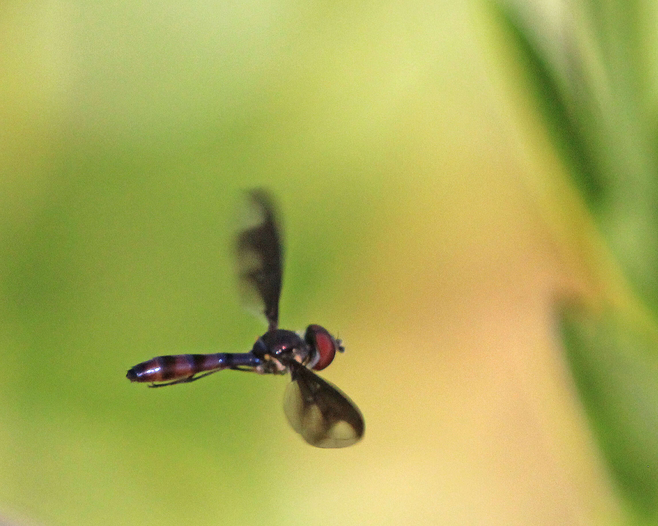 صورة Ocyptamus fuscipennis (Say 1823)