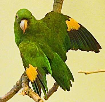 Image of Orange-chinned Parakeet