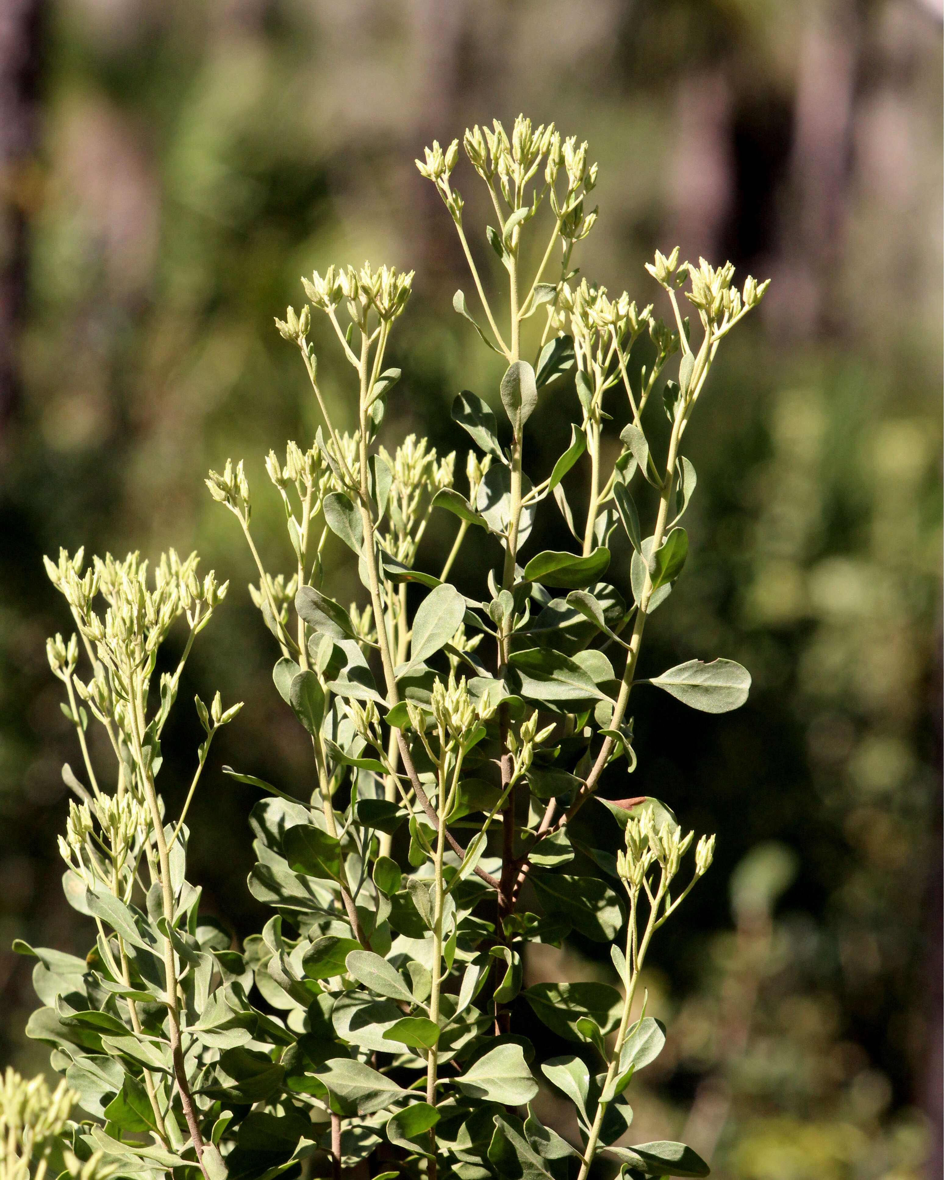 Image of garberia