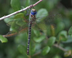 Image of Regal Darner