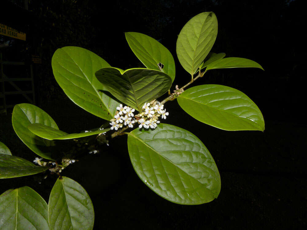 Image of Schlegelia parviflora (Oerst.) Monach.