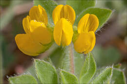 Слика од Lotus ornithopodioides L.