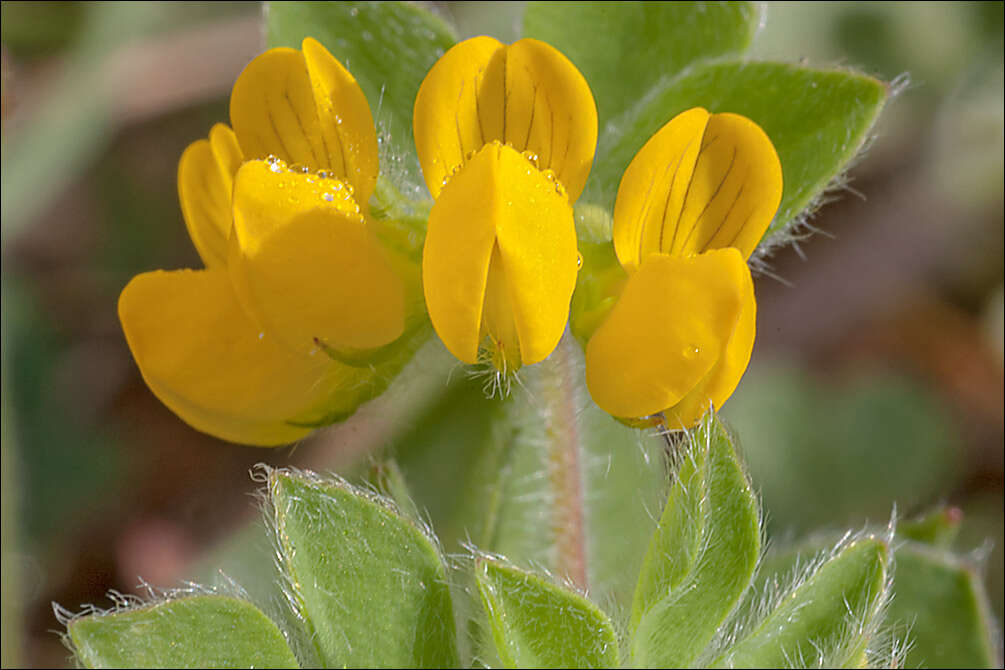 Слика од Lotus ornithopodioides L.