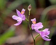 Image of Many-flowered grass-pink orchid